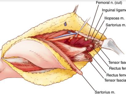 Muscle Releases