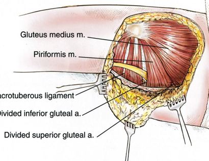 Blood Vessel and Nerve Dissection 