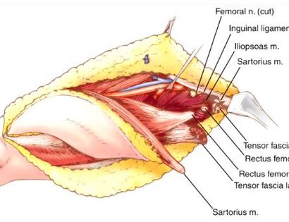 Muscle Releases