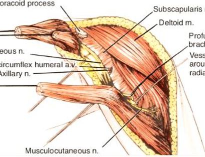 Blood Vessel and Nerve Dissection