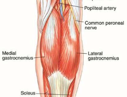 Popliteal Fossa Blood Vessel and Nerve Dissection 