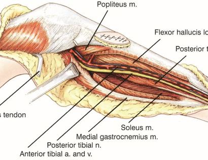 Blood Vessel and Nerve Dissection 